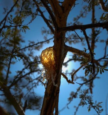 ACO Photo 11